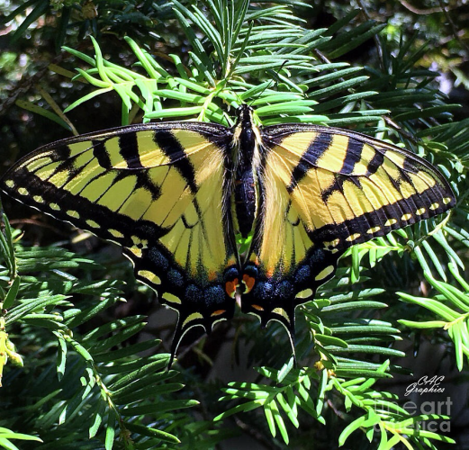 Yellow Stripped Butterfly