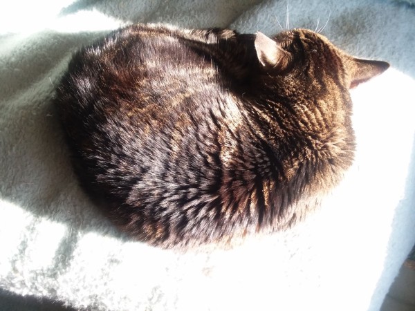 Ginza is curled up and snoozing in the early morning sunshine falling upon the bed.