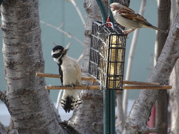 A pair of suet holders on a green metal post with wooden dowels sticking through to help the birds perch. On the top of the suet is a brown and white male house sparrow, his small pinkish feet gripping onto the suet cage. Below him, perched on one of the dowels, the small black and white downy woodpecker is leaned back away from the suet, black striped head feathers fluffed, and black spotted tail fanned out, looking up at the intruding sparrow.
