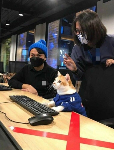 Cat using computer