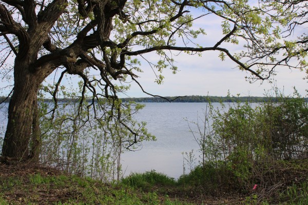 View of lake with tree framing the left side with branches extending to the right side of the view. Shorter vegetative growth on the right side of the view. In the distance is the shoreline across the lake.