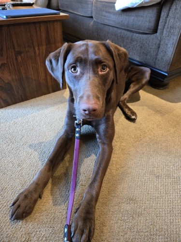 A chocolate Lab laying on a beige carpet. She is wearing a wine colored biothane leash with black accents, and is staring at the camera.