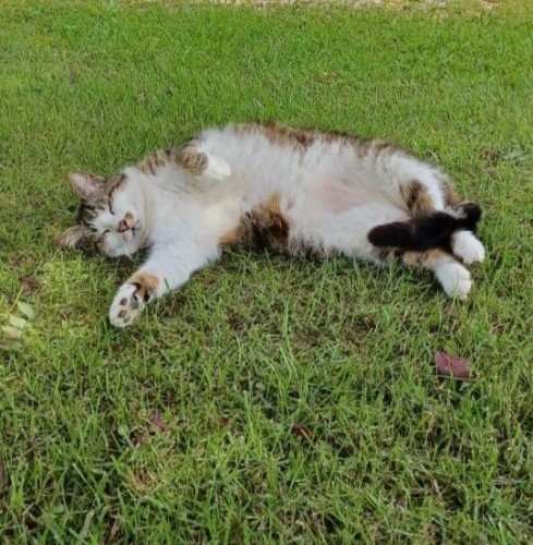 Un chat qui dort dans l'herbe, sur le flanc