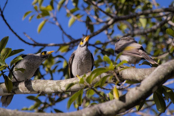 Three Noisy Miners sitting near to each other on a tree branch, lit by afternoon sunlight