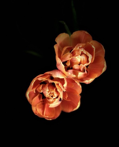 Two orange tulips against a black background. 
