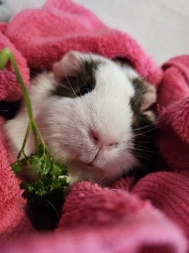 Pikelet, a brown and white guinea pig with pink little ears. She's sitting wrapped up in a red towel looking fluffy and warm. There's a sprig of parsley next to her.