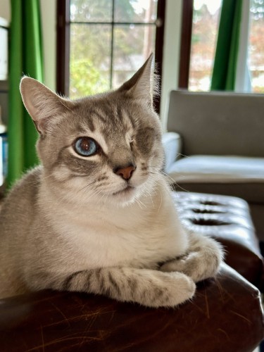 Doots, a one-eyed Lynx Point Siamese cat, sitting in a brown leather chair with his front paws resting on the arm, folded in a very dapper way. Behind him in the background is a window with a green velvet curtain. 