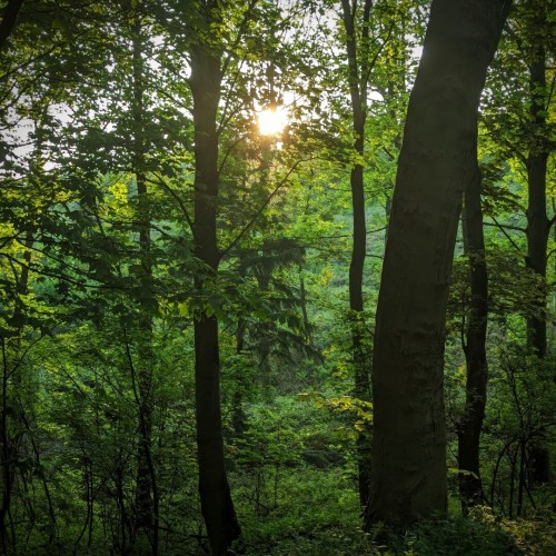 A photograph of the early morning sun shining through a leafy forest.