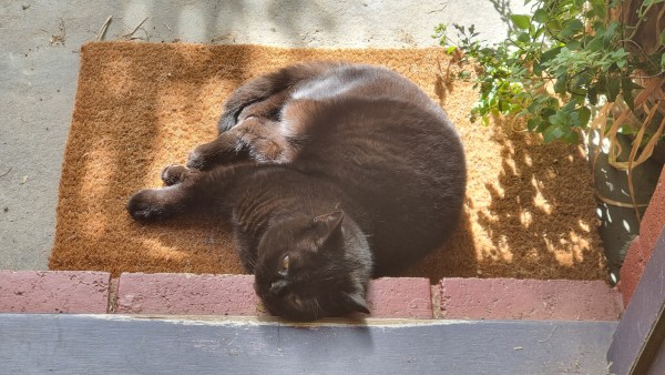 A black British shorthair cat sleeping on the front door mat and resting his head on the doorstep.