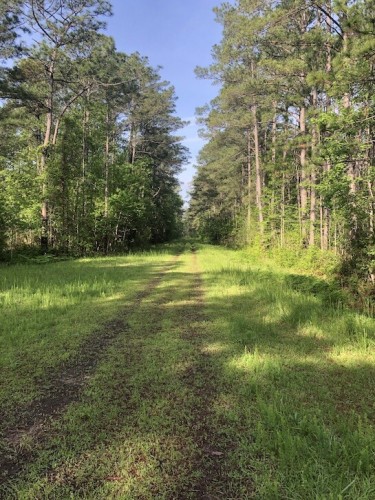A trail departs straightaway from the photographer. Each side of the trail is covered with bright green grass of varying height. Away from the trail on each side, pine trees stretch into the sky. The visibile part of the sky is blue.