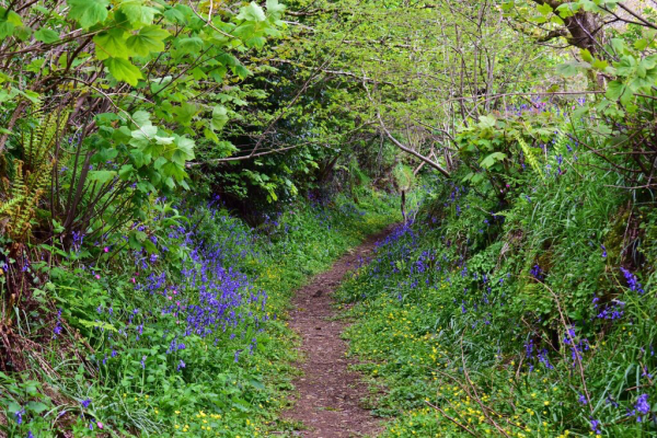 A bluebell lined green lane 