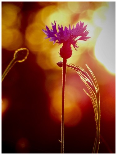 A close-up of a purple flower against a blurred background with warm bokeh light effects.