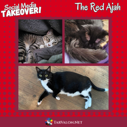 Three images of cats belonging to members of the Red Ajah. First cat is a gray and black tabby. Second is a black and tawn long-hair with brown shimmer. The last cat is mostly black but the tummy, paws, and tip of the tail are white.