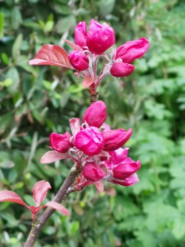 A close up of a cluster of dark red Apple Blossom and some flower buds. There are around a dozen small blossoms and buds in two main groups.

These are flowering on a 26 year old tree, which is still very small, planted from seed.

The background is slightly out of focus and is completely green from the foliage growing behind the small tree.