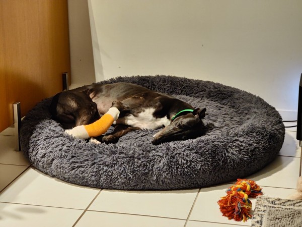 Picture of a black and white greyhound lying on his bed. His front left paw is heavily bandaged with a bright orange dressing. 