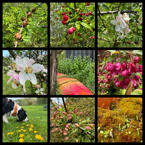 Nine photos. In the top left are some tiny little pinecones. They are not even a centimeter wide yet. In the top center are some tight red buds that look almost like berries. In the top right is a white flower with sprinkles of pink on it and little yellow pollen balls on the end of its stamen. In the middle row, starting on the left, we have another white flower that may be from the same kind of plant as the last one. in the center, we have a colorful kayak with many white petals that have fallen across it. It lays next to a tree and some green bushes. on the right side, we have a collection of red buds. We are told that these are some form of tree that is planted for its beautiful flowers not its apples. In the bottom left, we have a black dog sniffing and wearing an orange harness. In the bottom, we have some very tiny, pale pink buds that have yet to show what they will become. In the bottom, right, we have a close-up of some moss with little green things sprouting through it.