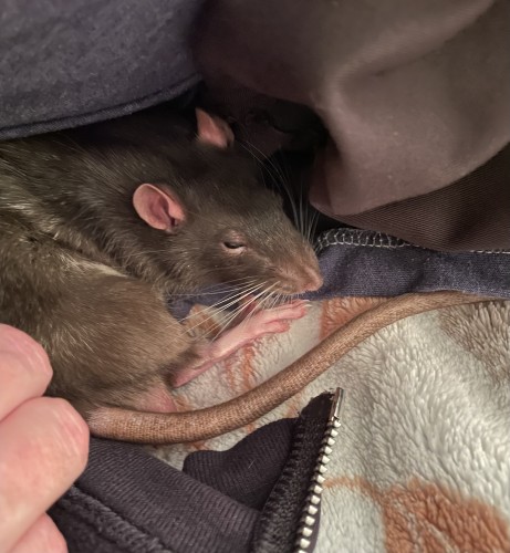A cute little pet rat nestled among soft clothing and blankets.
