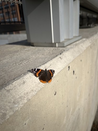 A red admiral butterfly resting on a concrete ledge of a bridge close up.