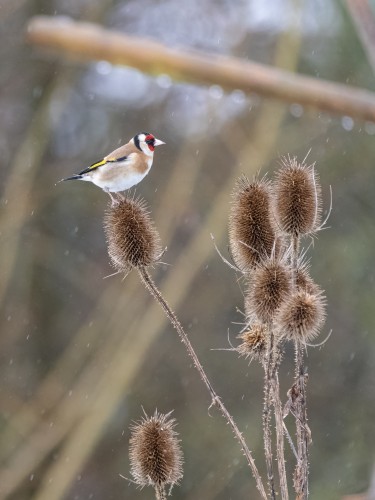 A Goldfinch , a small bird with a red face and black and yellow wing marking, perched on a teasel with snow coming down around it.