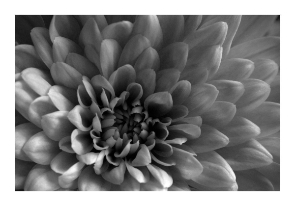 Nahaufnahme einer Blüte mit vielen Blütenblättern in schwarz-weiß.