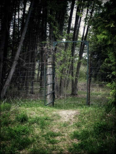 An old open gate in the forest. A small path Leafs up to the open gate and into a group of trees.