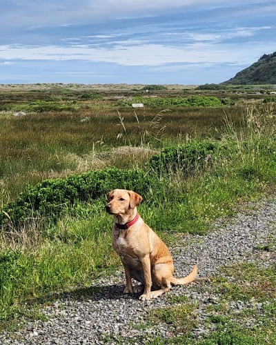 Golden Labrador retriever sitting on a gravel trail next to a grassy field. She is wearing her red collar.