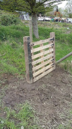A gate made out of square wooden fence posts and a pallet, three quarters view, installed on a muddy patch at the bottom of an allotment. Green grass and a hornbeam tree are in the background.