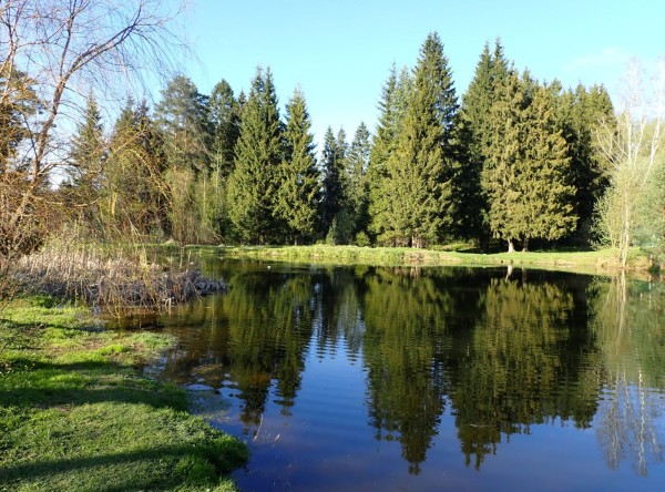 A little pond, reflecting fir forest on the other bank, and the blue sky above. There's green grass on the low bank on the left, with shadows of trees cast over it.