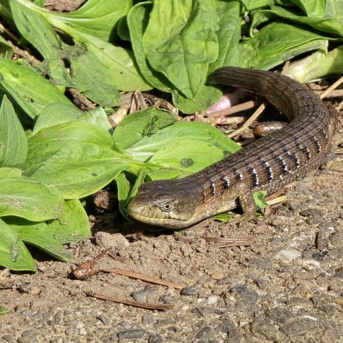 A brown lizard with stripped markings across it's back and dark eyes. The lizard is resting between the soil and green vegetation with it's tail curling to the side. 