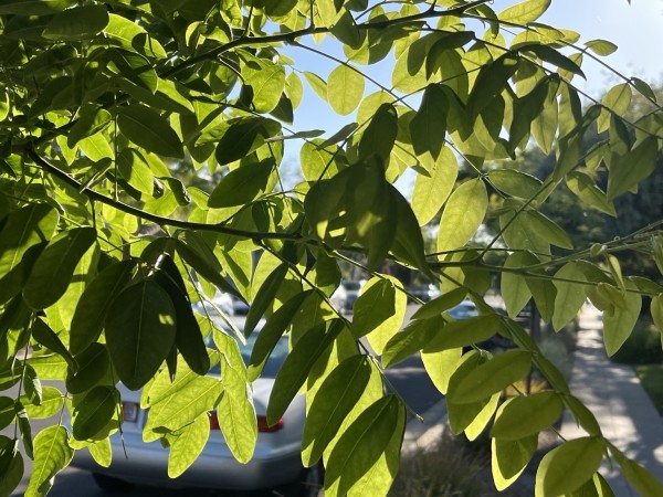Sun shining through green tree leaves with pale blue sky, a white car, and sidewalk visible between the leaves