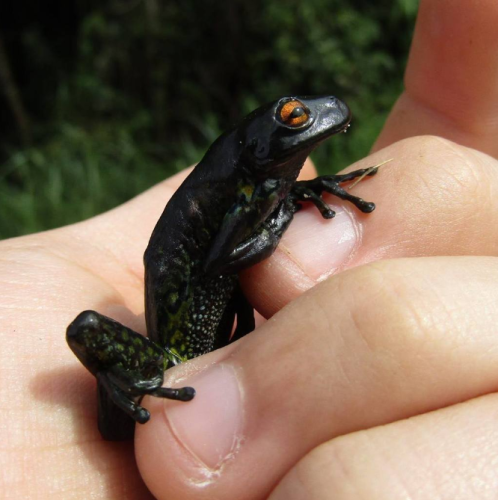 A black or very dark green  froggy clings to the fingertips and fingernails of a human.