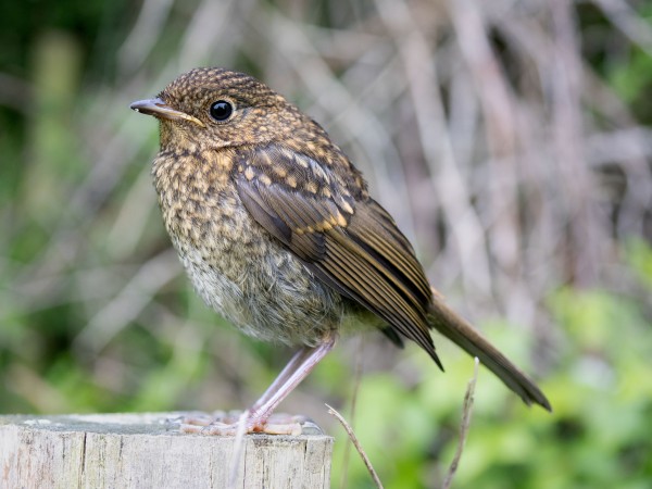 A juvenile European Robin, a small brown bird, perched on a fence post in profile.
