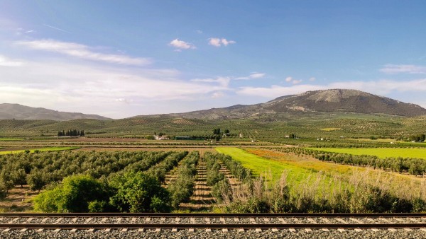 A landscape of low hills, olive groves, and crops under a blue sky with a train track in the foreground