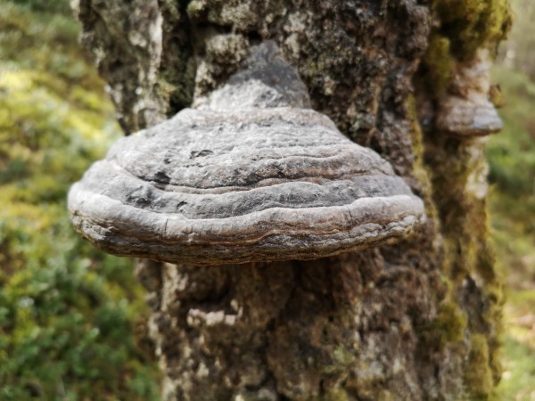 A close shot of a tree trunk with gnarly bark on it. Growing from the tree is a large bracket fungus. 

The fungus appears to have grown in layers as the look of it resembles the layered structure of some sedimentary rocks.