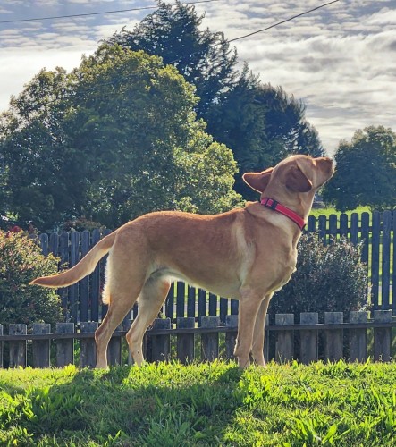 Golden Labrador retriever standing in the grass with her face pointing toward the sun. There are old wood slat fences behind her.