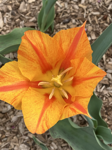 Pale orange fancy tulip with pointed petals and a stripe of dark orange through the middle of each petal. Viewer is looking down into the open blossom. Stamens are cream and pale yellow.