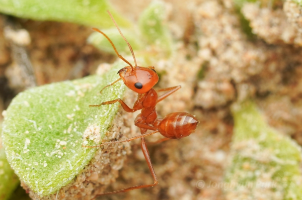 A bright orange ant with glossy exoskeleton. Black dot eyes, slender antennae and erect, folded over gaster clings to a leaf covered in sand. 

The ant has a tear drop shaped head, the gaster is small and comes to a point. The legs are long for the body size. 

