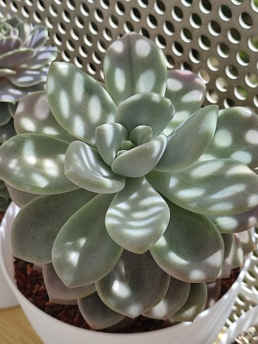 Closeup of what I think is an Echeveria Opalina on a balcony in afternoon sun. The holes in the wall let through a spotted light pattern.