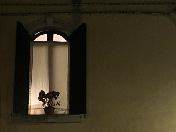 Colour photo taken late at night of an arched window on the left half of the image, set in a shadowy pale ochre wall which takes up the rest of the frame. The shutters of the window are open, and there is a thin gauzy curtain across the glass, giving the light spilling from within a warm hazy quality. On the window ledge is stood a flower in a plant pot with multiple blooms, in hard silhouette against the light inside. Across the top of the image above the window, two lines of cables run the length of the building. 