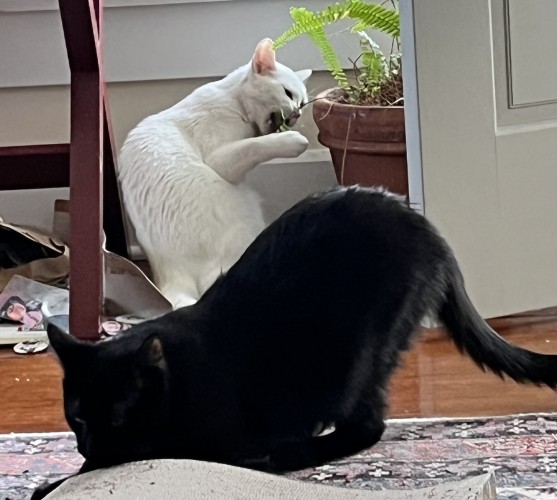 a black cat in downward dog pose scratches on a carpet right next to an actual scratching thing for cats that he never uses, and in the background a white cat eats an inedible plant
