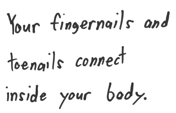 Your fingernails and toenails connect inside your body.