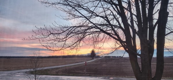 Sunset image with farmland,  country roads and a horizon of trees in silhouette. The sky has horizontal bands of pinks and blues. In the foreground to the right is an ancient maple tree coming into bud. 