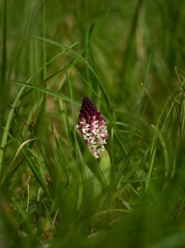 A flower with a dark red tip and white flowers below.