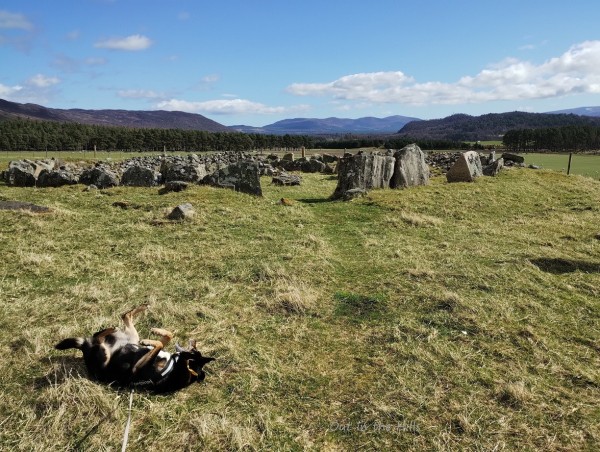 A prehistoric ring cairn, a circular area of stones on grass. Moray the dog is rolling on his back in front. A forest in the distance with low hills beyond. Blue sky with clouds.