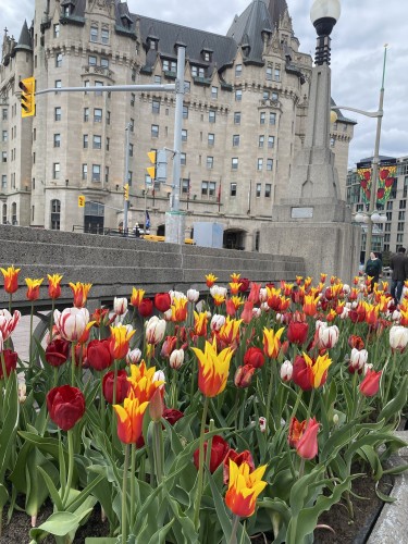 Boxes of red, white and red and yellow and red tulips across the street from Chateau Laurier 