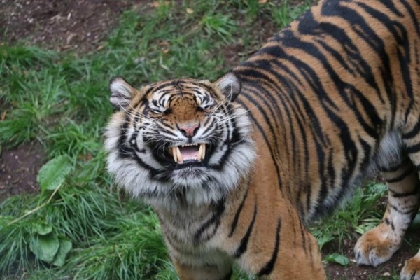 A tiger making a flehmen response : a scrunched up face, open mouth, tongue tense (looks like an extreme grimace) that enables them to push scent into their olfactory glands and communicate chemically. 