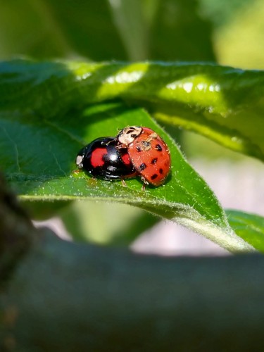 A photo of two ladybird or ladybug beetles appearing to be mating. The bottom one is black with few red spots, the top one is red with lots of black spots.