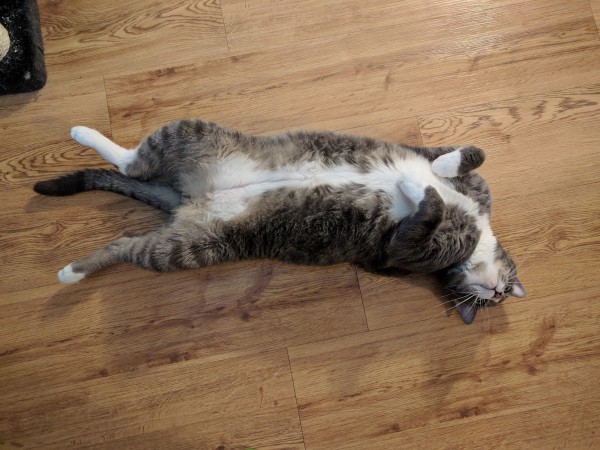A gray and white tabby cat on a faux-wood laminate floor. He's lying belly up, with his back paws spread-eagled and his front ones in "otter" mode, and his spine is curved dramatically.