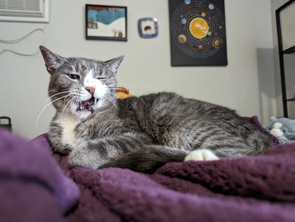 A gray and white tabby cat lying on a purple velvet blanket. He is on the tail end of a yawn, with his mouth open. All three remaining fangers are visible, and his tongue is wrinkled up like a capital letter N. His eyes are squinting.