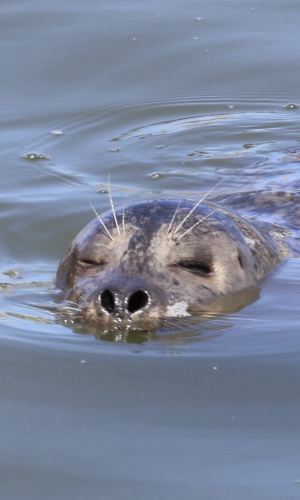 A seal with long eyebrows, squinted eyes and flared nostrils as it swims mostly submerged in the bay
